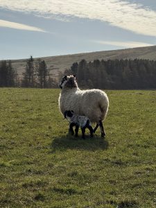 Spring and Summer Adventures from Hilly Cow Wigwams